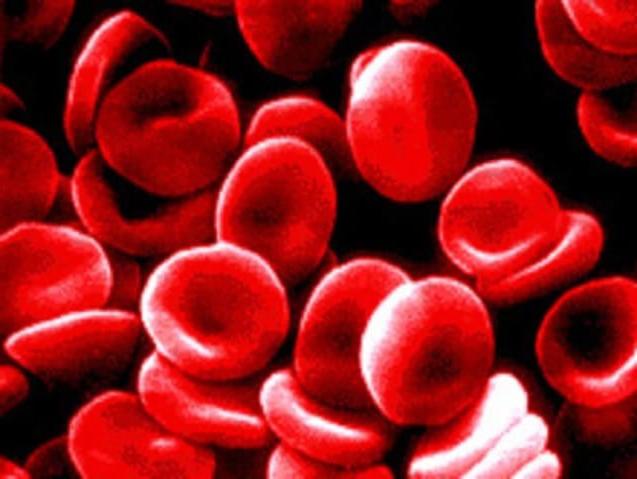 blood cells - anticoagulation clinic services